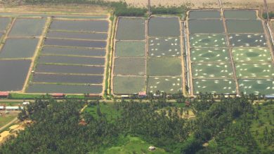 Photo of ‘மீன் குஞ்சுகள், இறால் வளா்த்து விற்பனை செய்ய பதிவு செய்வது அவசியம்’