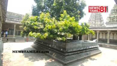 Photo of காஞ்சிபுரம் ஏகாம்பரநாதர் கோயிலில் 3500 ஆண்டுகளுக்கு முந்தைய அதிசய மாமரம் காய்க்கத் தொடங்கியது